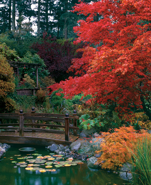 Japanese Maple Tree